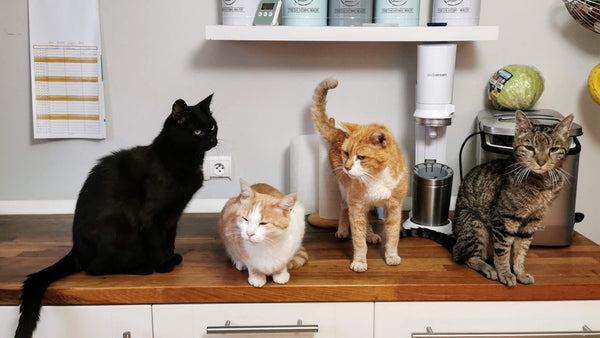 orange tabby cat on white wooden cabinet