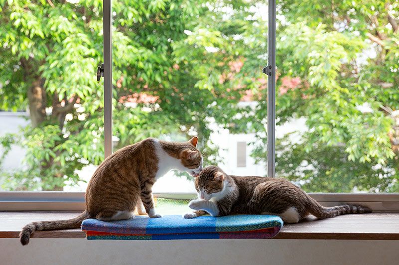 How to Stop One Cat from Eating the Other’s Food: The Ultimate Multi-Cat Feeding Guide - PapaPaw