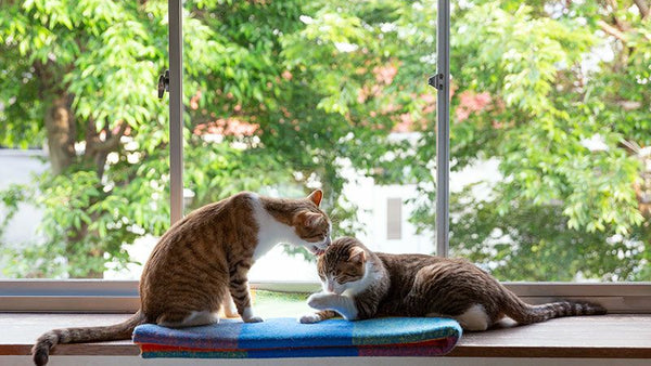How to Stop One Cat from Eating the Other’s Food: The Ultimate Multi-Cat Feeding Guide - PapaPaw