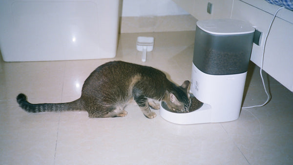 A cat eats from an automatic feeder.