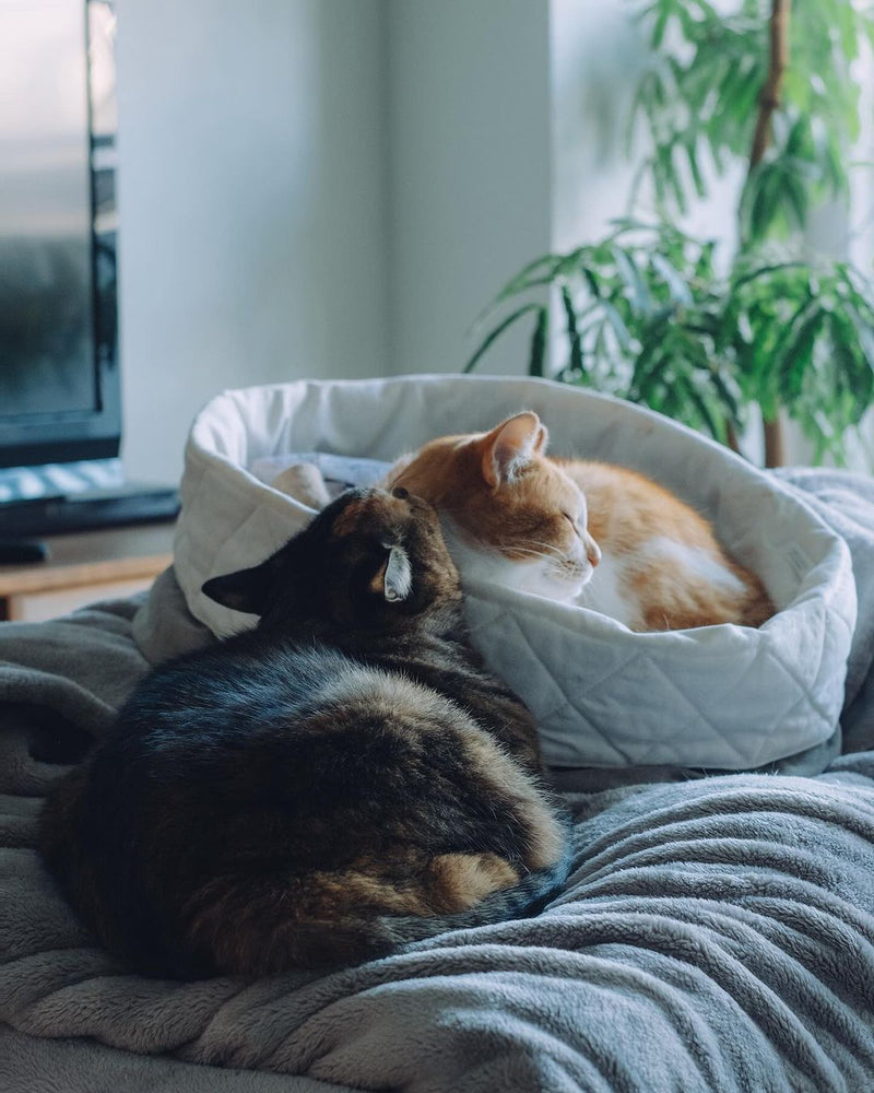 Every Cat Gets Their Own Meal